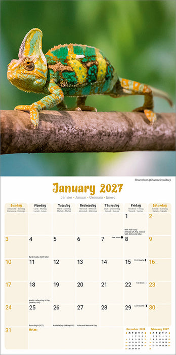 Lizards 2027 Square Wall Calendar