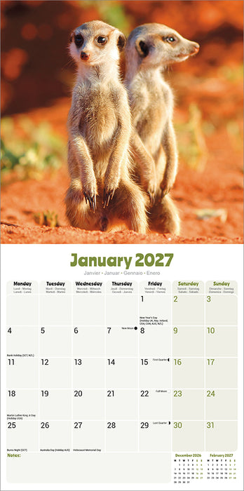 Meerkats 2027 Square Wall Calendar
