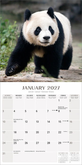 Pandas 2027 Square Wall Calendar