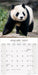 Pandas 2027 Square Wall Calendar