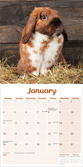 Rabbits Lop Eared 2027 Square Wall Calendar