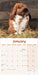 Rabbits Lop Eared 2027 Square Wall Calendar