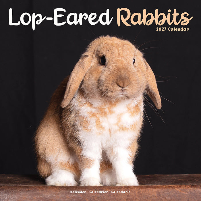 Rabbits Lop Eared 2027 Square Wall Calendar