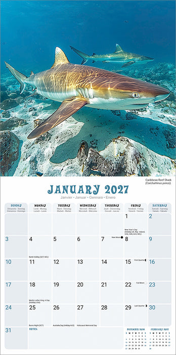 Sharks 2027 Square Wall Calendar