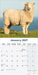 Sheep 2027 Square Wall Calendar