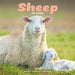 Sheep 2027 Square Wall Calendar