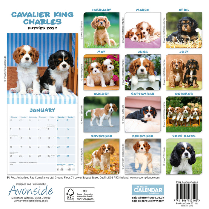 Cavalier King Charles Puppies 2027 Mini Wall Calendar