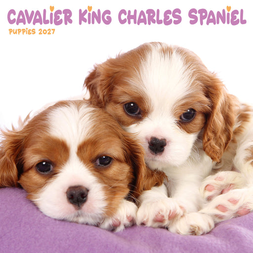 Cavalier King Charles Puppies 2027 Mini Wall Calendar