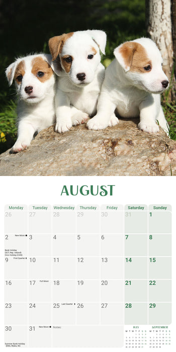 Jack Russell Puppies 2027 Mini Wall Calendar