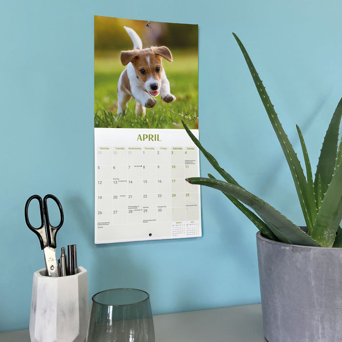 Jack Russell Puppies 2027 Mini Wall Calendar