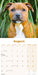 Staffordshire Bull Puppies 2027 Mini Wall Calendar