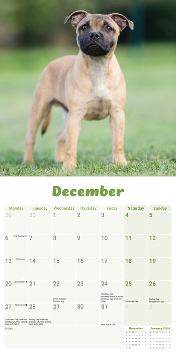 Staffordshire Bull Puppies 2027 Mini Wall Calendar