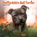 Staffordshire Bull Puppies 2027 Mini Wall Calendar