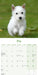 West Highland Terrier Puppies 2027 Mini Wall Calendar