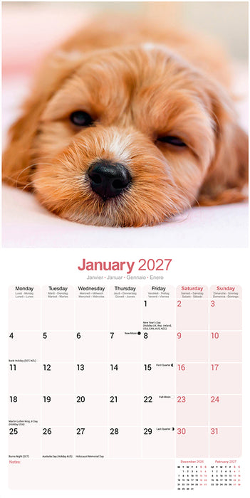 Cavoodle 2027 Square Wall Calendar
