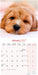 Cavoodle 2027 Square Wall Calendar