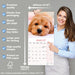 Cavoodle 2027 Square Wall Calendar
