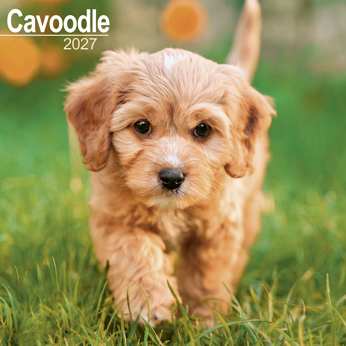 Cavoodle 2027 Square Wall Calendar