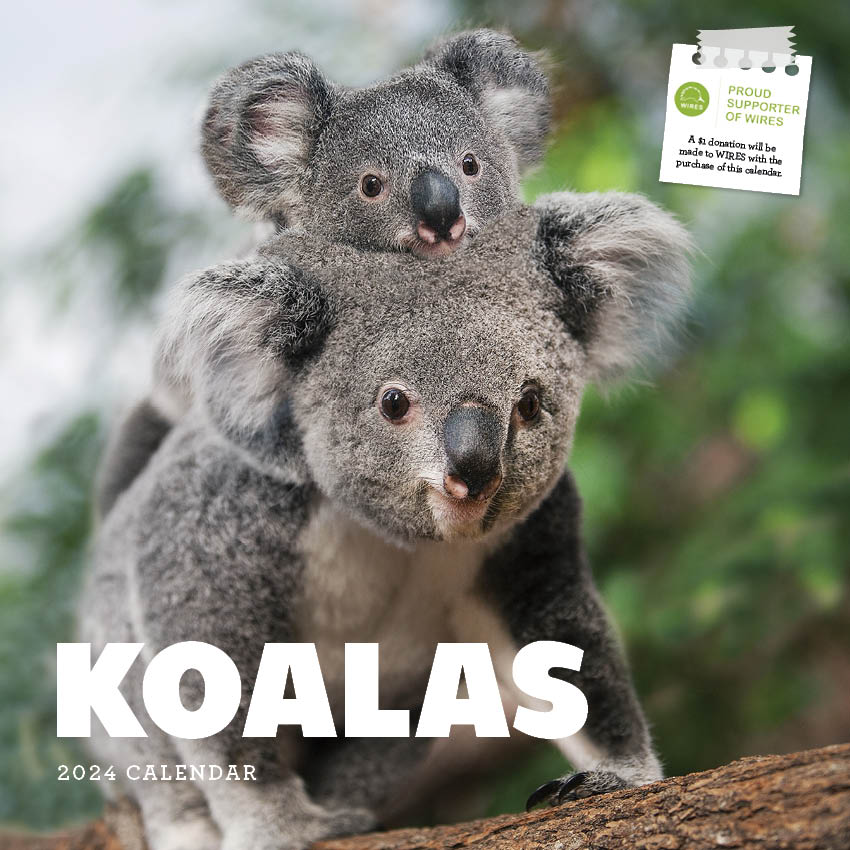 2024 Koalas Wall Calendar — Calendar Club