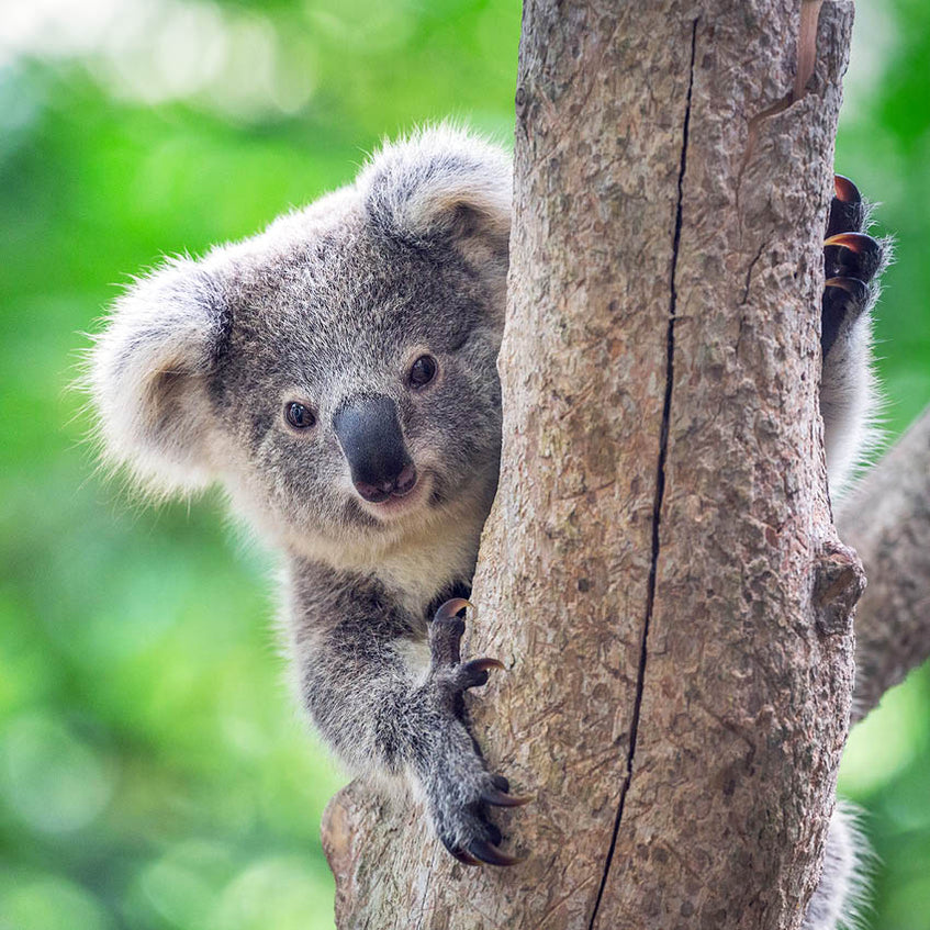 2024 Koalas Wall Calendar — Calendar Club