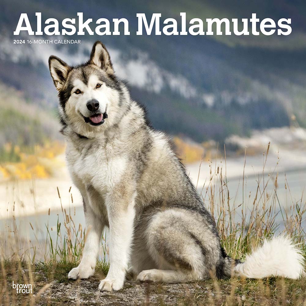 2024 Alaskan Malamutes Wall Calendar — Calendar Club