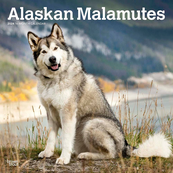 2024 Alaskan Malamutes Wall Calendar