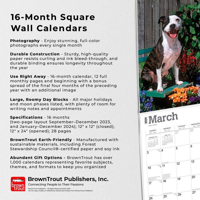 2024 American Pit Bull Terriers Wall Calendar