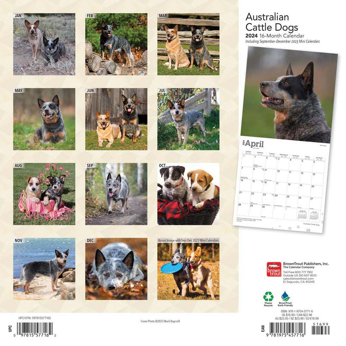 2024 Australian Cattle Dogs Wall Calendar