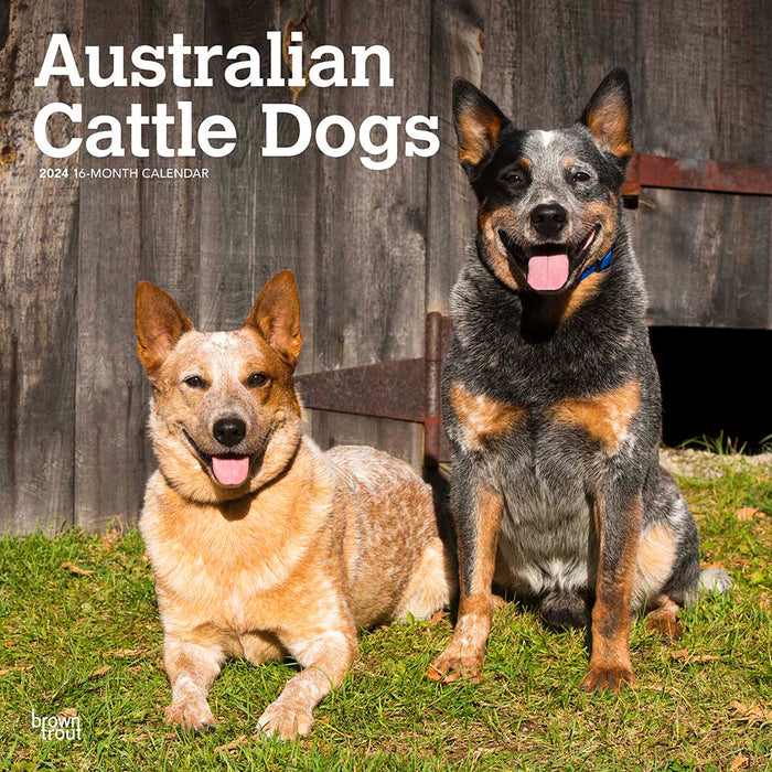 2024 Australian Cattle Dogs Wall Calendar