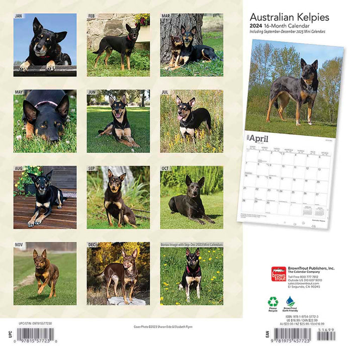 2024 Australian Kelpies Wall Calendar
