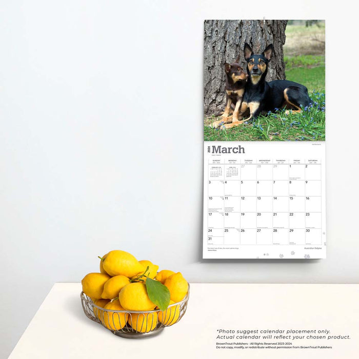 2024 Australian Kelpies Wall Calendar — Calendar Club
