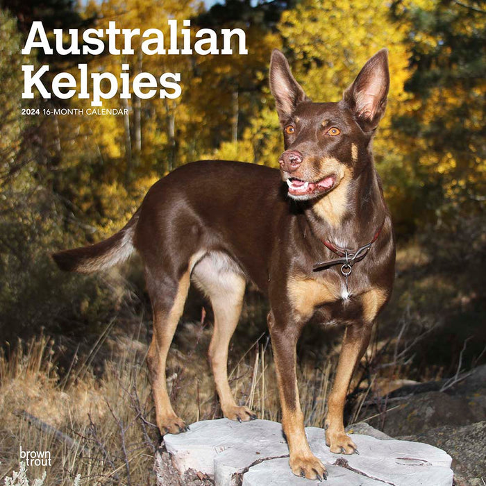 2024 Australian Kelpies Wall Calendar