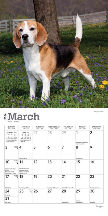 2024 Beagles Mini Wall Calendar