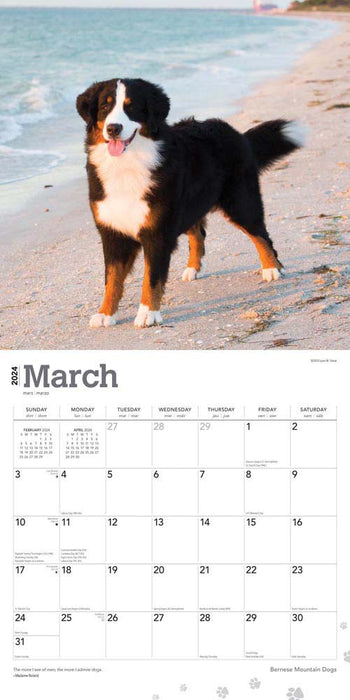 2024 Bernese Mountain Dogs Wall Calendar