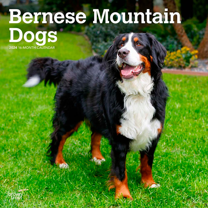 2024 Bernese Mountain Dogs Wall Calendar