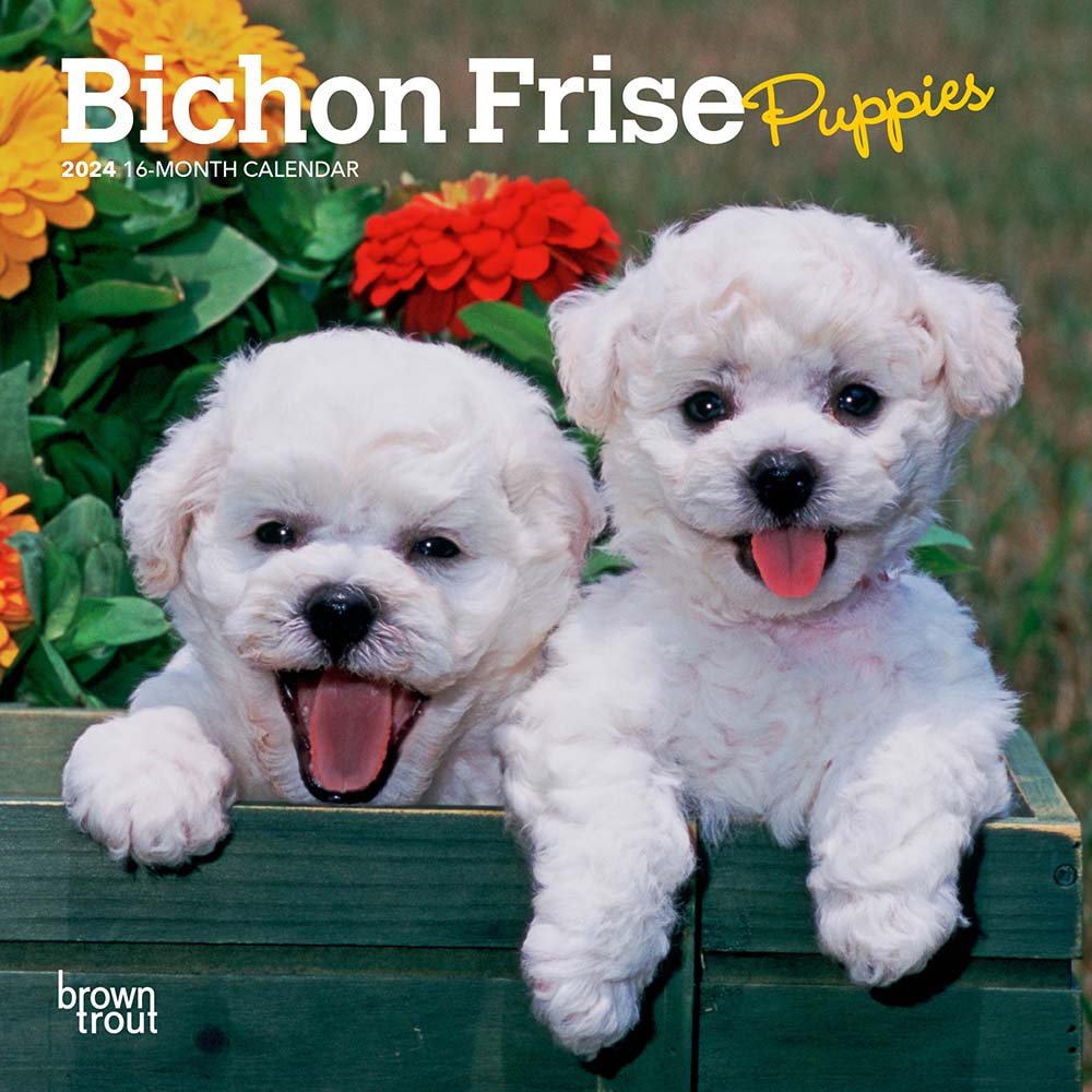2024 Bichon Frise Puppies Mini Wall Calendar — Calendar Club
