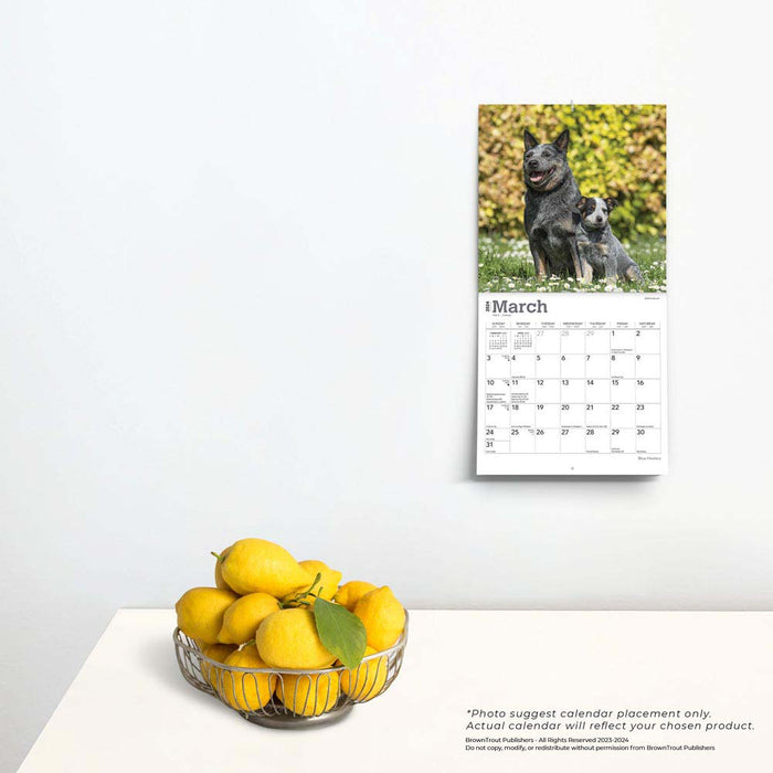 2024 Blue Heelers Mini Wall Calendar