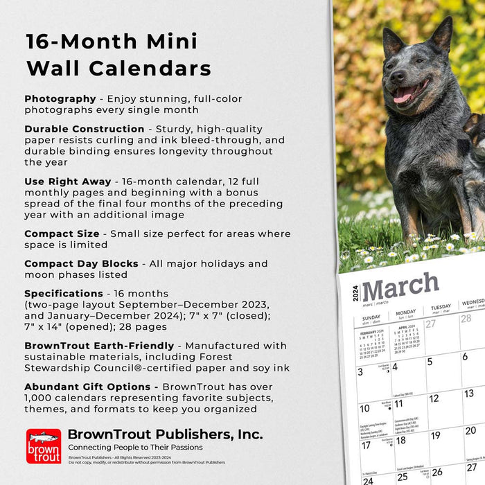 2024 Blue Heelers Mini Wall Calendar — Calendar Club