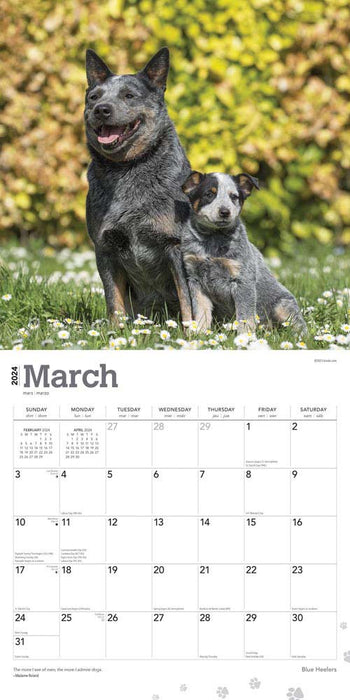 2024 Blue Heelers Wall Calendar