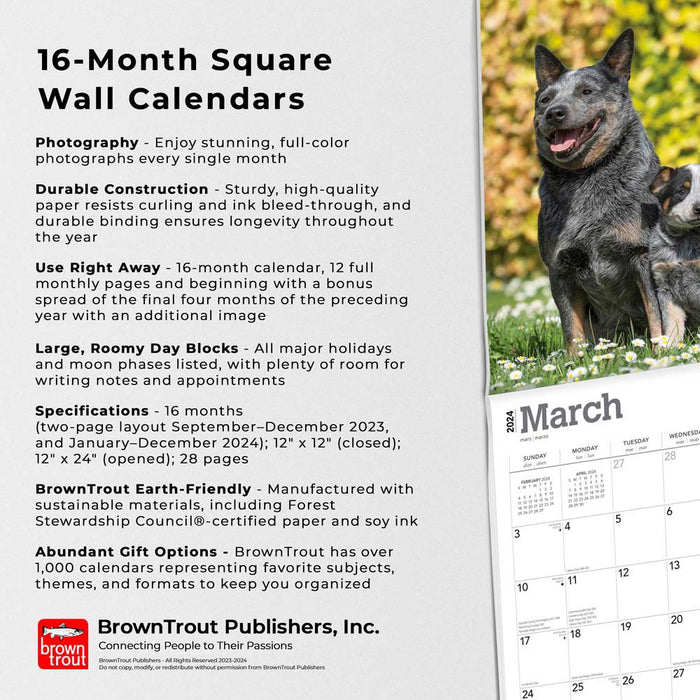 2024 Blue Heelers Wall Calendar
