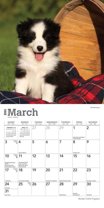 2024 Border Collie Puppies Mini Wall Calendar