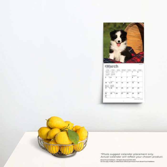 2024 Border Collie Puppies Mini Wall Calendar