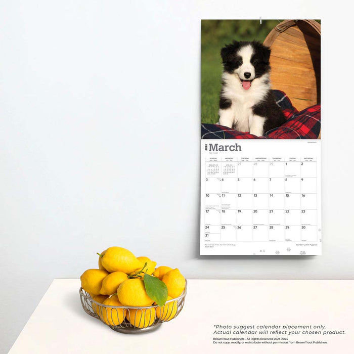 2024 Border Collie Puppies Wall Calendar
