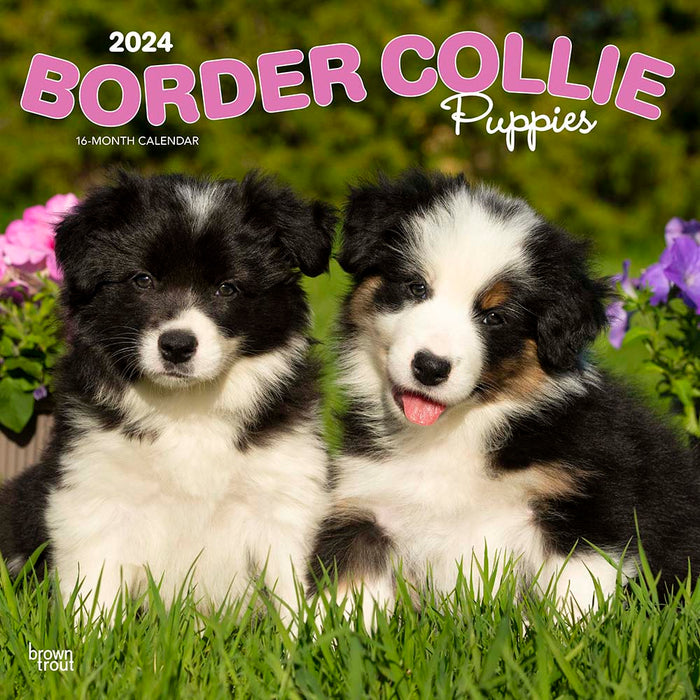 2024 Border Collie Puppies Wall Calendar