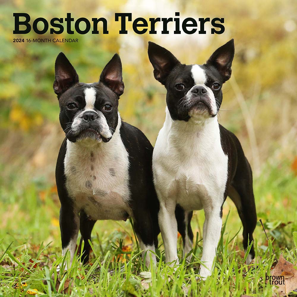 2024 Boston Terriers Wall Calendar — Calendar Club