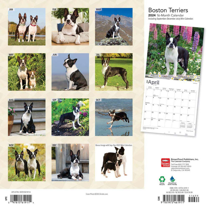 2024 Boston Terriers Wall Calendar — Calendar Club