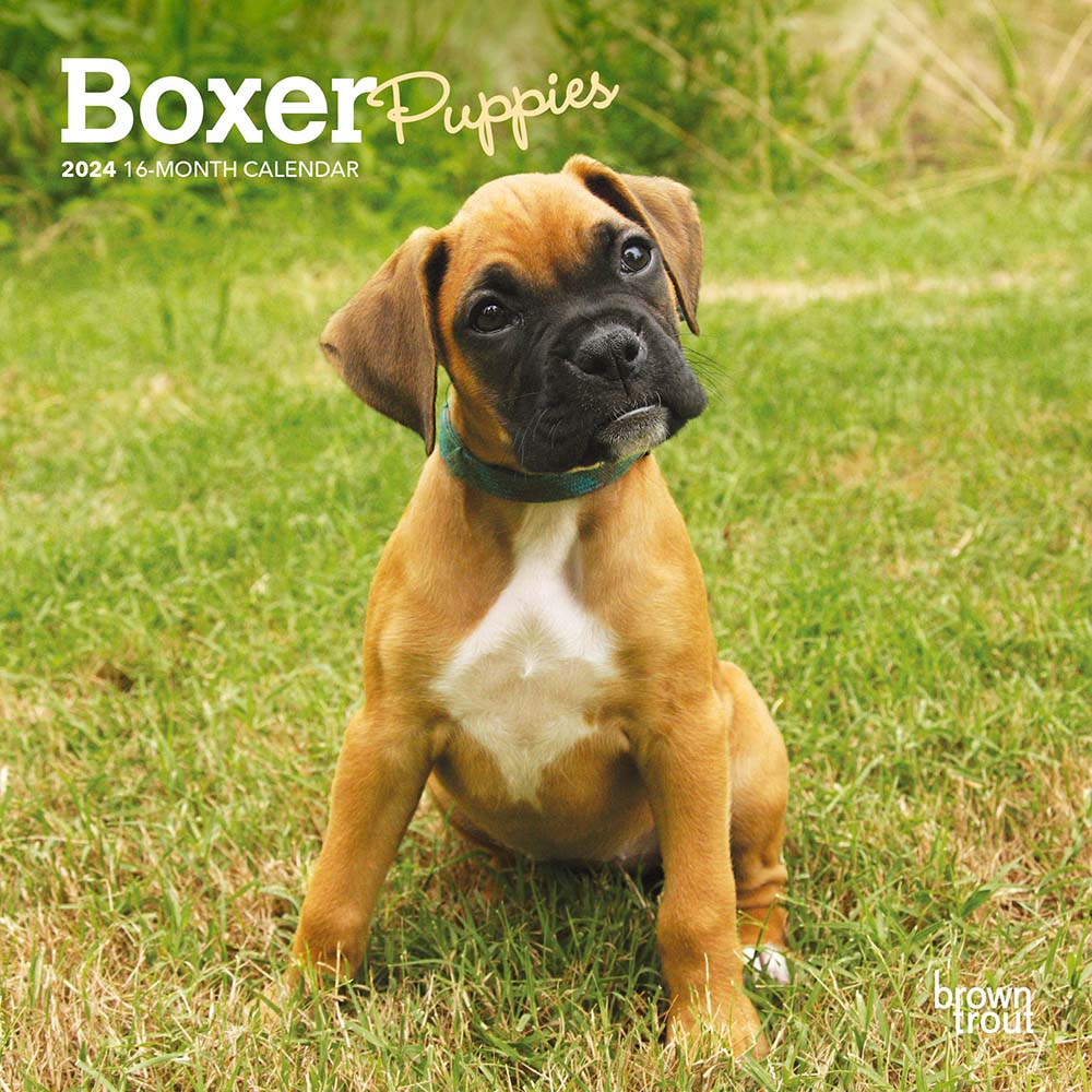 2024-boxer-puppies-mini-wall-calendar-calendar-club