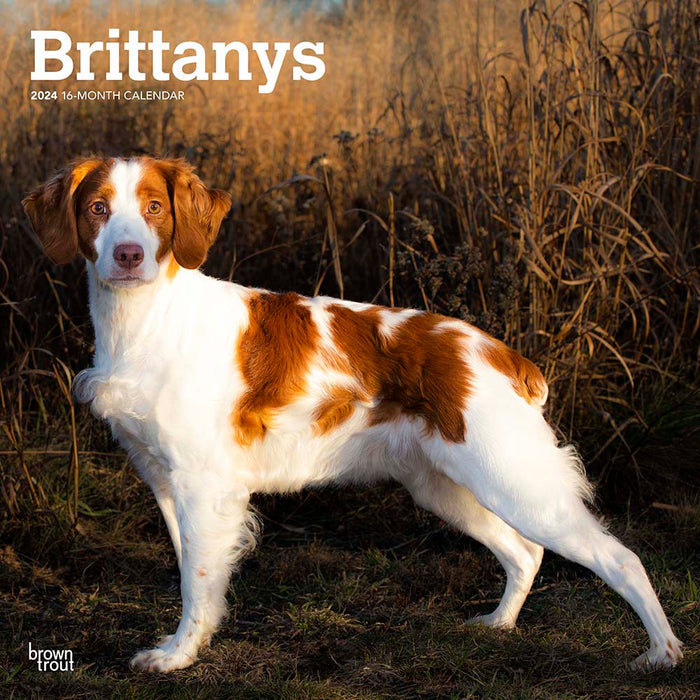 2024 Brittanys Wall Calendar (Online Exclusive)