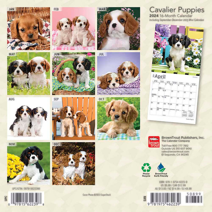 2024 Cavalier King Charles Spaniel Puppies Mini Wall Calendar