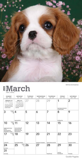 2024 Cavalier King Charles Spaniel Puppies Mini Wall Calendar